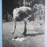 Ostrich Farm, Jacksonville, Fla. Postcard