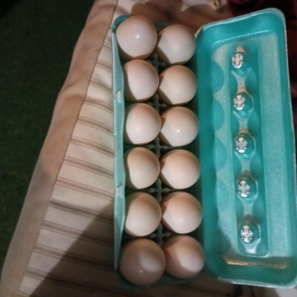 Photo of Duck eggs 