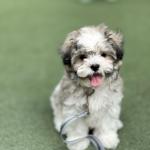Hybrid / Shih Tzu crossed with a Maltese or Bichon