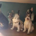 Dog collection