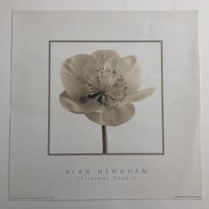 Photo of Alan Newnham - Christmas Rose II - Art Print - 1999