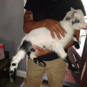 Photo of Two adga Nigerian dwarf does with buckling beautiful with blue eyes