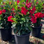WHOLESALE PLANTS  Best prices on Annuals, Perennials, Hangers, Herbs, Vegetables