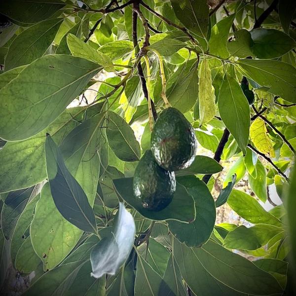 Photo of Avocado Tree