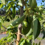 Avocado Trees