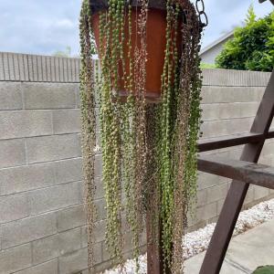 Photo of String of Pearls Live Hanging Plant