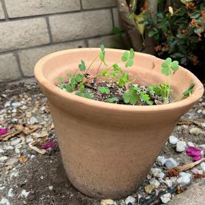 Photo of Small Rustic Pottery Clay Flower Pot