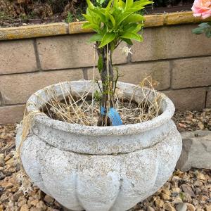 Photo of Sprouting Growing Plant in Cement Plaster Cone Wedge Shaped Pot Planter