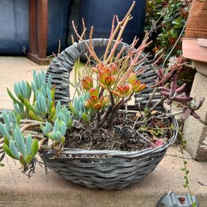 Photo of Various Colorful Leaf Succulent Flower Plants in Basket Planter