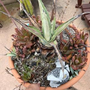 Photo of Bowl Dish Flower Planter Pot with Various Flower Foliage