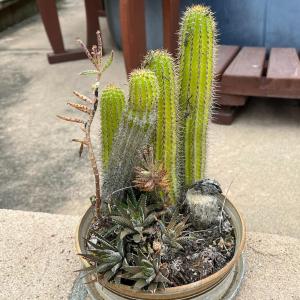 Photo of Small Potted Desert Cactus Bundle