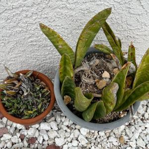 Photo of Small Medium Sized Plants with Pottery Terracotta & Plastic Planters