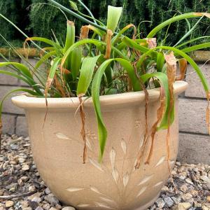 Photo of Geometric Etched Floral Design Garden Pottery Flower Planter with Live Plant