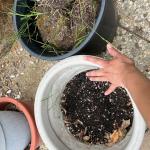 Pair of Plastic Pottery Planters Grape Leaf Design & Plain Black Pots