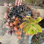 Succulent Leaf Various Flower Plants in Pottery Bowl Dish