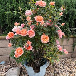 Photo of Pink Garden Rose Flowers in Plastic Planter