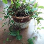 Pothos Vine in Glazed Pot (B2-BBL)