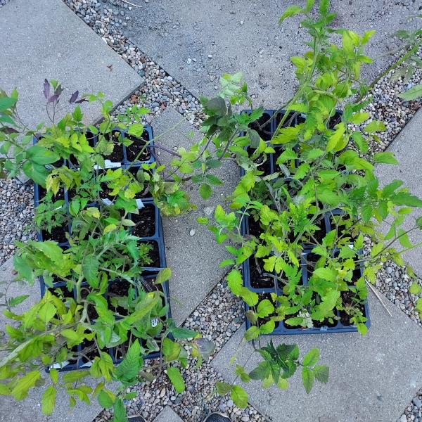 Photo of Heirloom tomato plant flats for sale! Very cheap