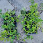 Heirloom tomato plant flats for sale! Very cheap