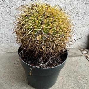 Photo of Small Plastic Potted Round Spiny Cactus