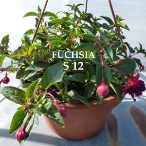 Photo of WHOLESALE PLANTS  Best prices on Annuals, Perennials, Hangers, Herbs, Vegetables