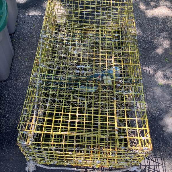 Photo of 3 chamber metal lobster trap