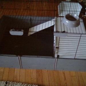 Photo of Guinea Pig cage