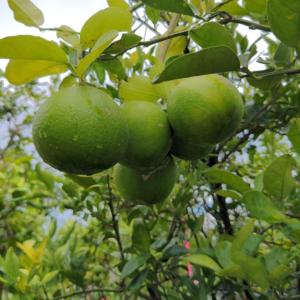 Photo of BIG CITRUS TREE SALE
