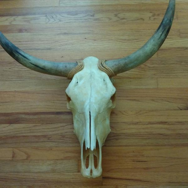 Photo of Texas Long Horn Skull