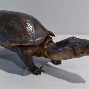 Photo of Turtle Taxidermy