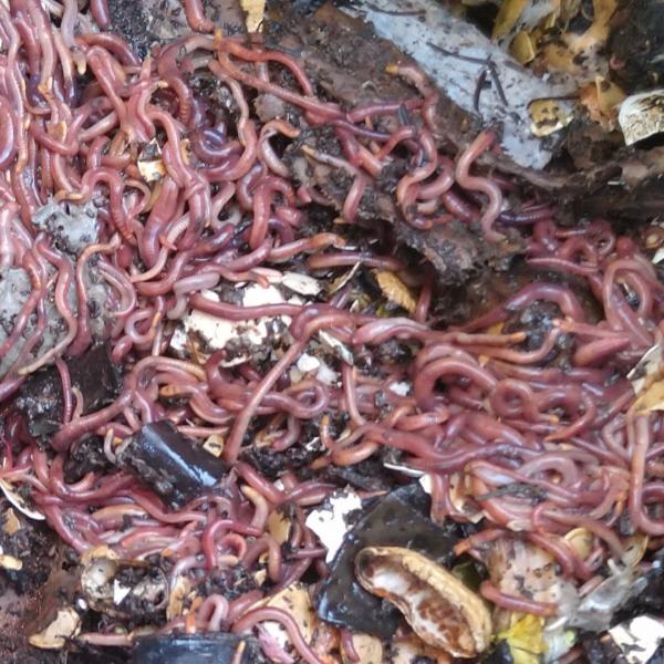 Photo of Live Earthworms