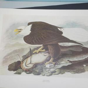 Photo of American Bald Eagle by NYC Historical collection prints 1966.