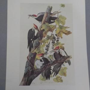 Photo of New York Historical Collection prints " Pileated Woodpecker"