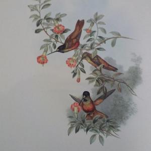 Photo of Helian Thea birds print 10.5 x 13.5 by historical society.