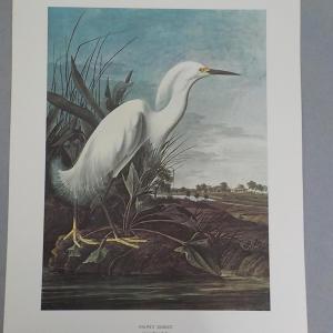 Photo of " The Snowy Egret", full size print 11.5 x 15.5.