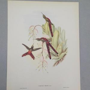 Photo of Collectable print of "Cometes Phaon" by Gould and Richter.
