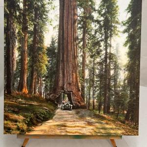 Photo of Yosemite Wawona Tunnel Tree Canvas Print