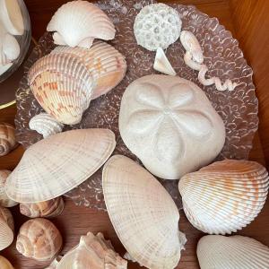 Photo of Large & Small Sea Shells (DR-SS)