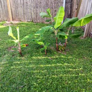 Photo of Banana Plants