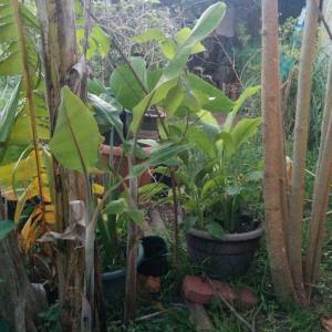Photo of Banana Plants