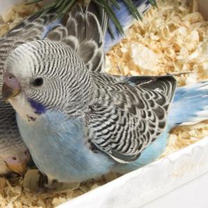 Photo of We are Moving Hand Reared Parrots Need New Homes African Grey Macaw Cockatoo