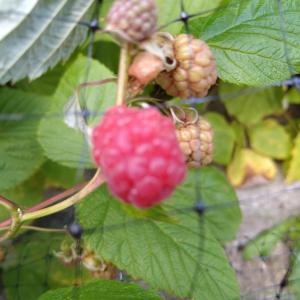 Photo of Raspberries for sale