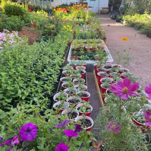 Photo of Earth Day Plant Sale!,