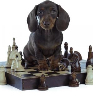 Photo of Brain Training For Dogs