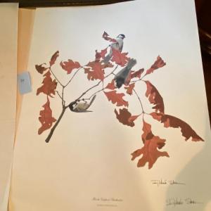 Photo of "Black-capped Chickadees" Print by Richard Sloane, Signed and Numbered