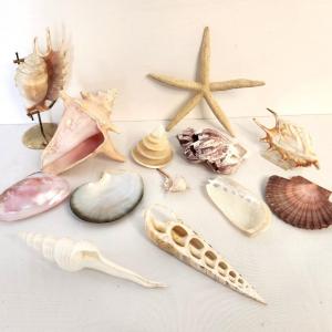 Photo of Lot #48 - Shell Specimen Collection - 13 pieces