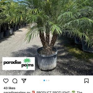 Photo of (2) Flea Market Sales & Palm Trees!!