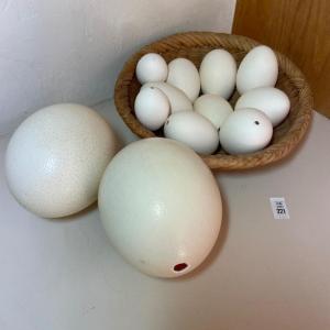 Photo of Blown eggs