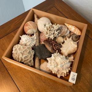 Photo of Box of seashells