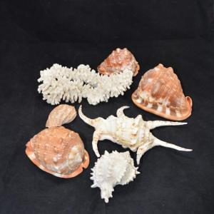 Photo of Lot of Beautiful Conch/Welk Shells, Coral, More